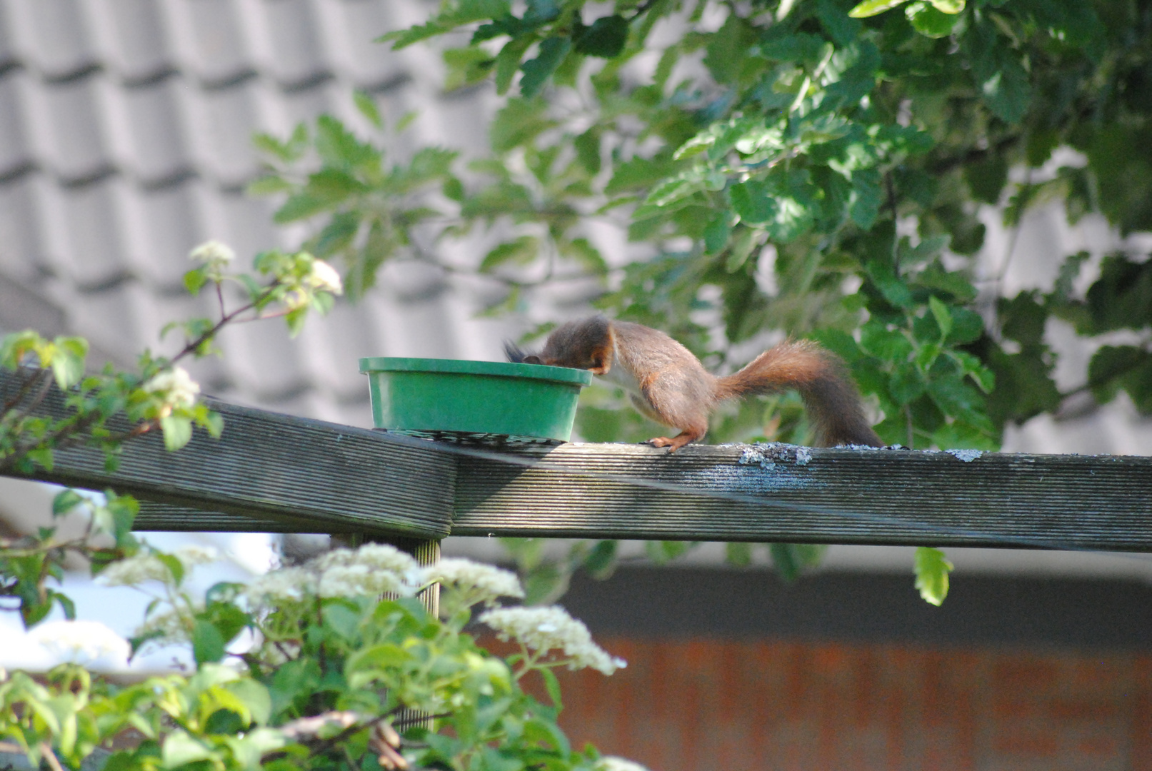 Junges Eichhörnchen an Futterstelle