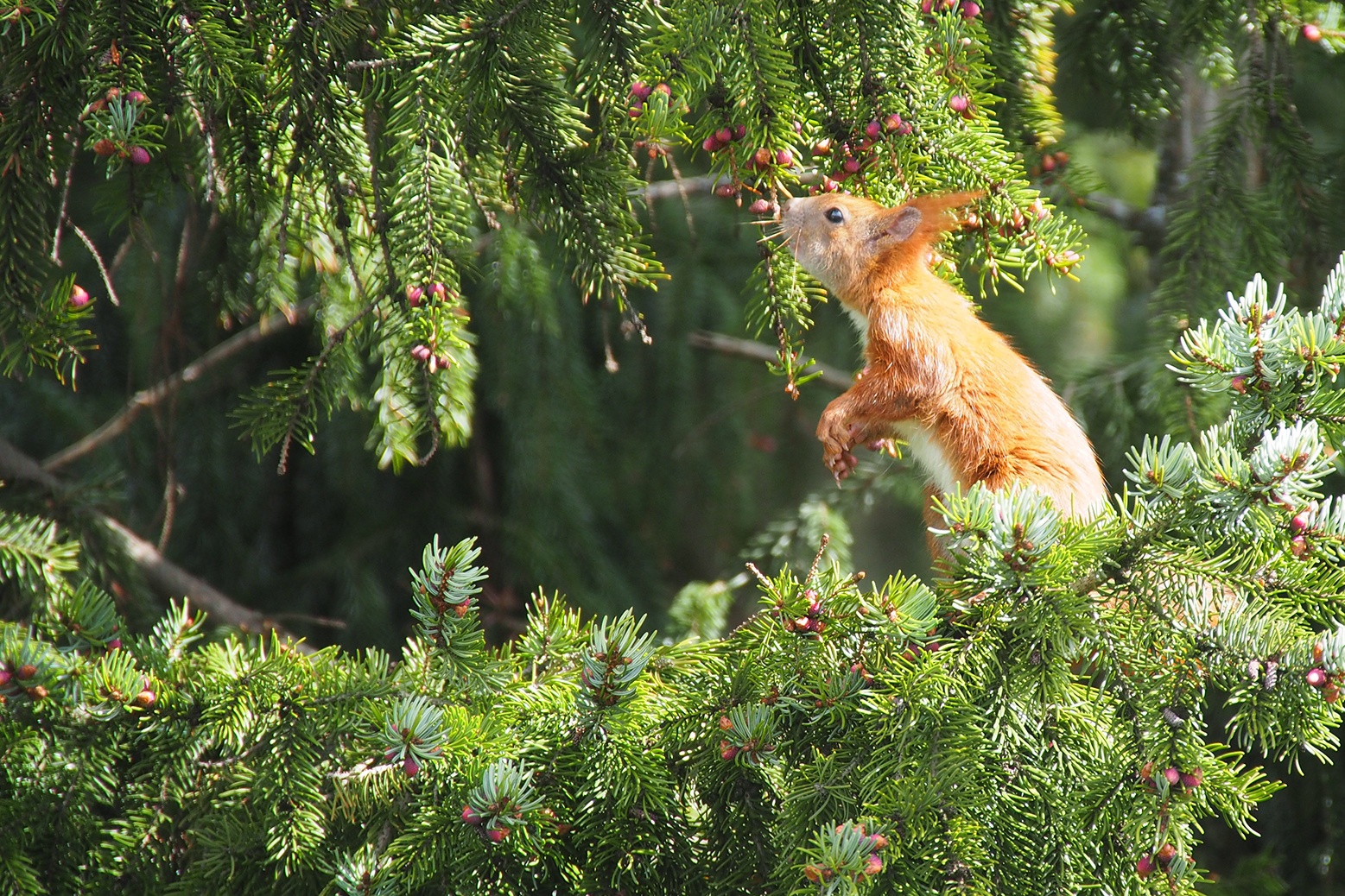 junges Eichhörnchen auf Futtersuche