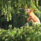 junges Eichhörnchen auf Futtersuche