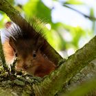 Junges Eichhörnchen beobachtet Kater