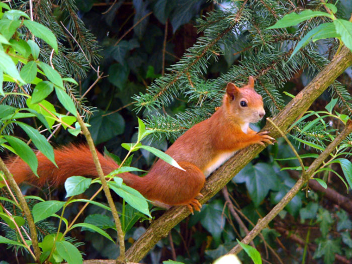 junges Eichhörnchen