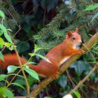 junges Eichhörnchen