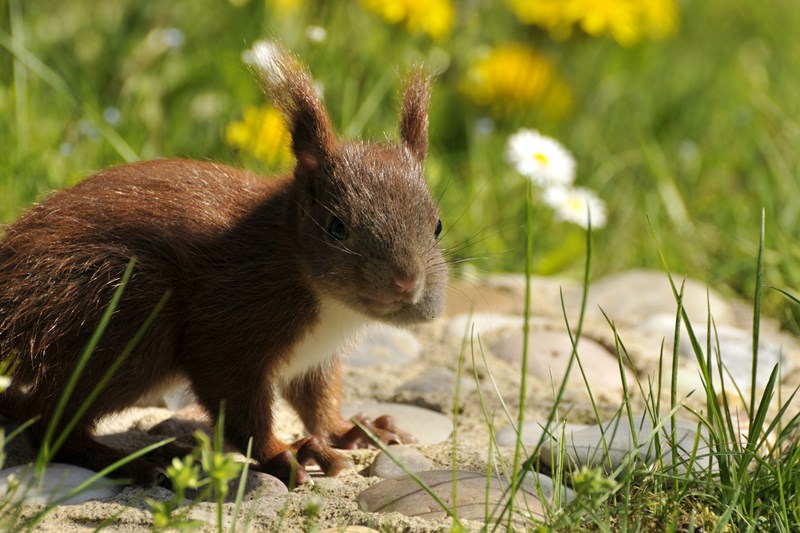 junges Eichhörnchen