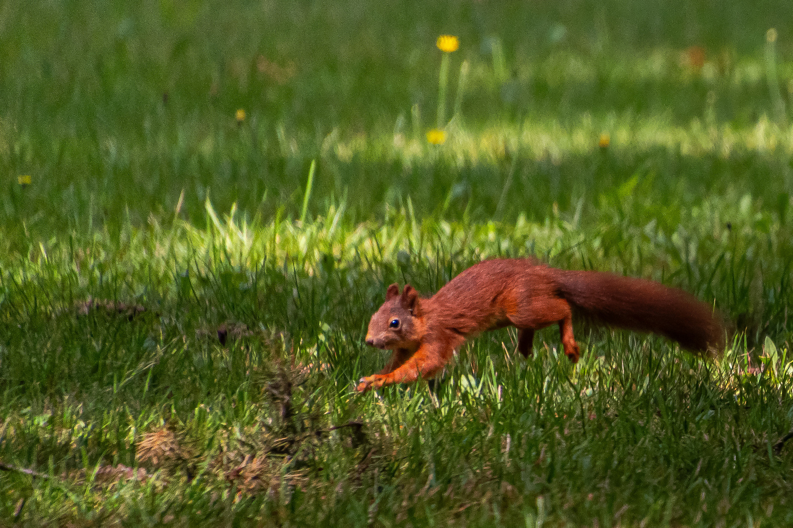 junges Eichhörnchen erforscht die Welt