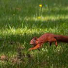 junges Eichhörnchen erforscht die Welt