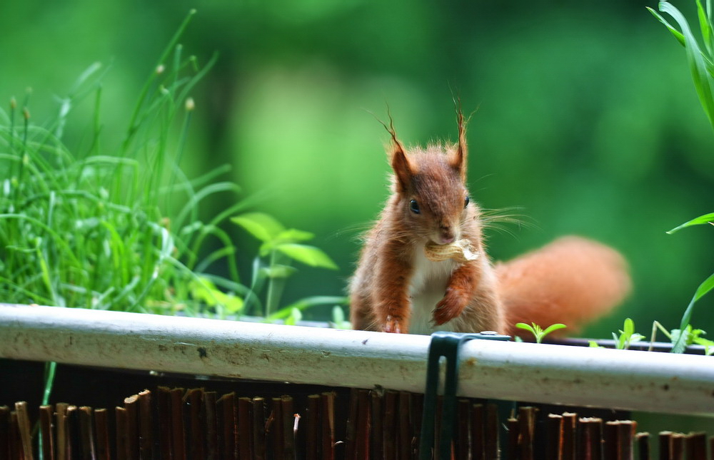 Junges Eichhörnchen*