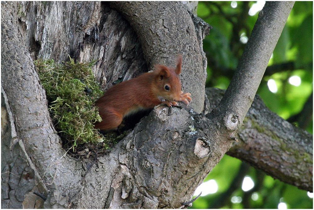 Junges Eichhörnchen