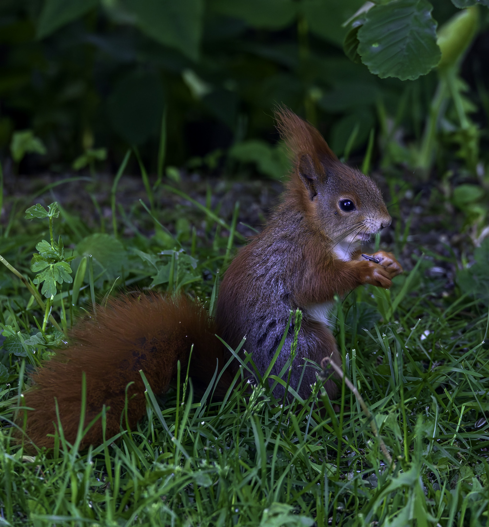 junges Eichhörnchen im Garten