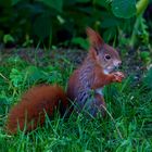 junges Eichhörnchen im Garten