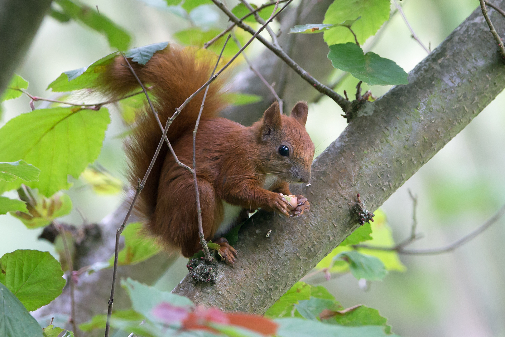 Junges Eichhörnchen im Haselnussbaum