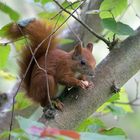 Junges Eichhörnchen im Haselnussbaum