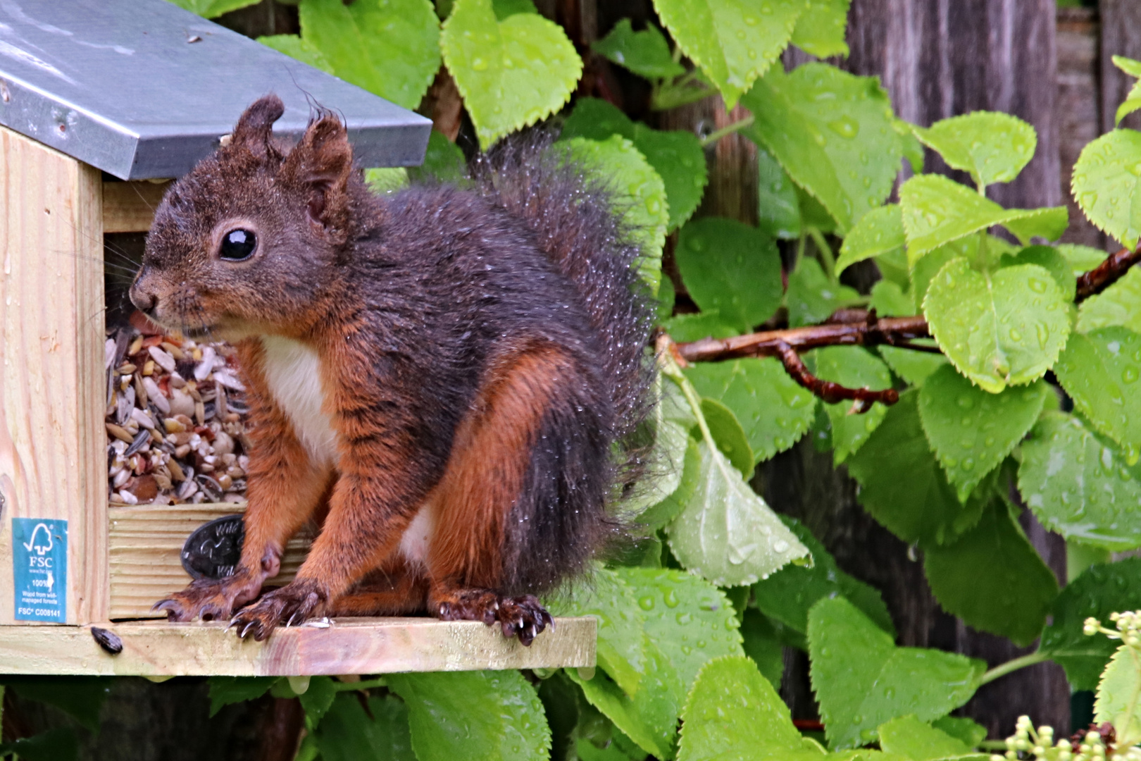 Junges Eichhörnchen im Regen