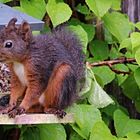 Junges Eichhörnchen im Regen