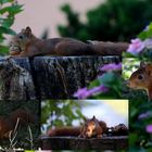 Junges Eichhörnchen ließ sich nicht aus der Ruhe bringen ...