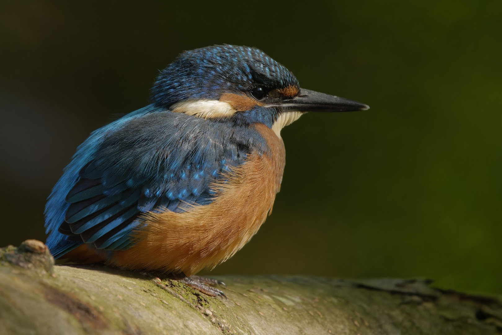 Junges Eisvogelmännchen