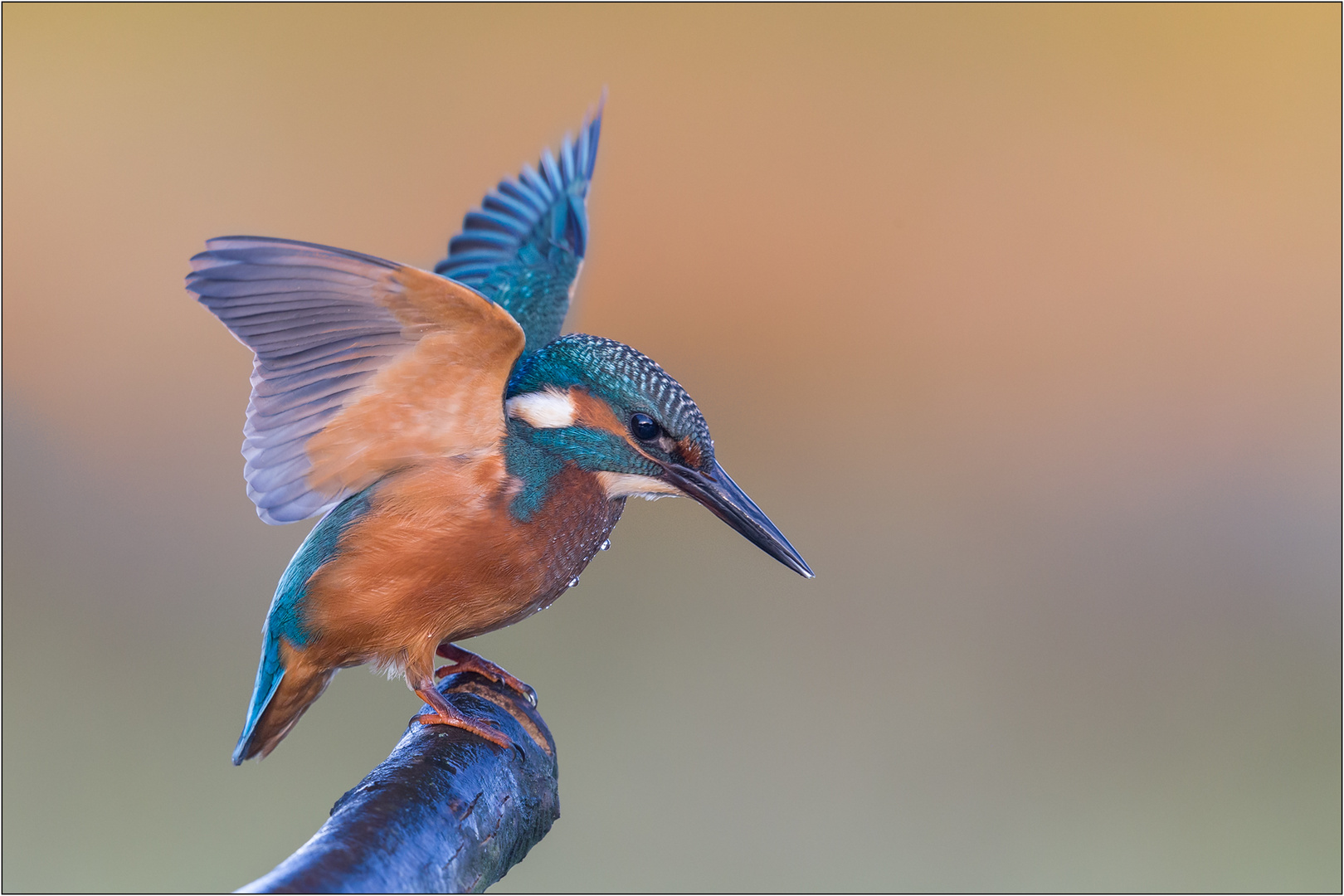 junges Eisvogelmännchen ..