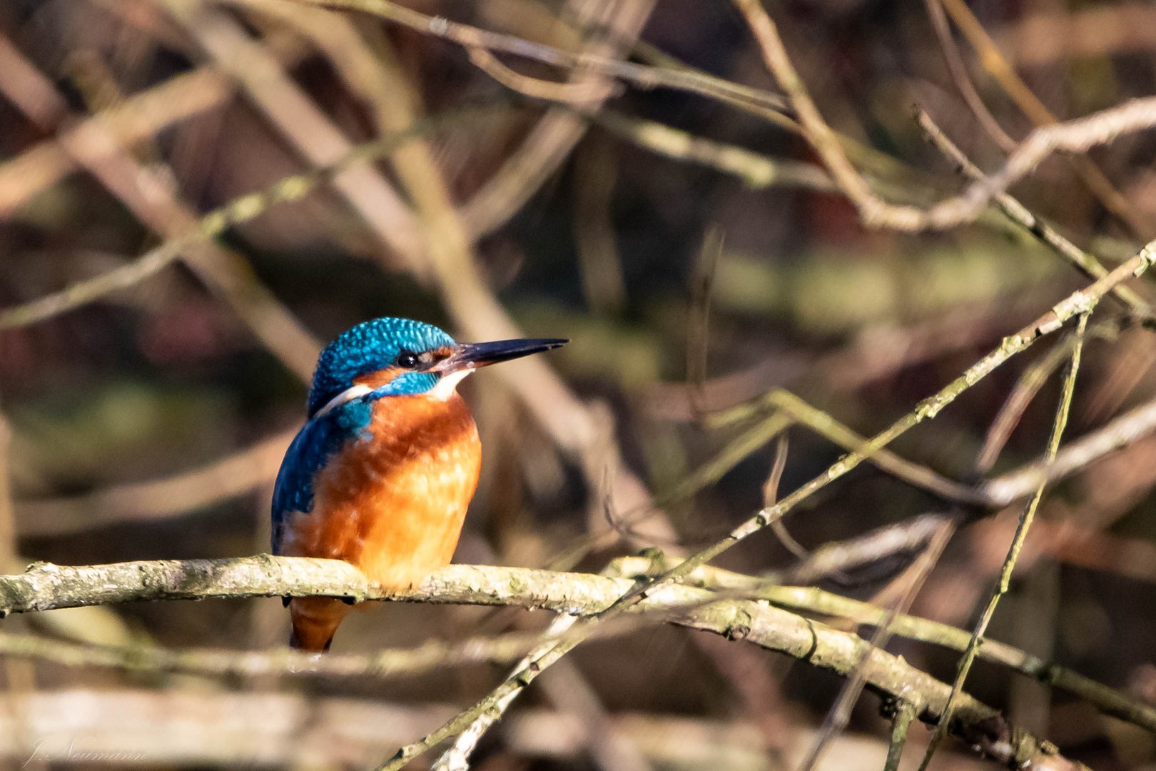 Junges Eisvogelweibchen 