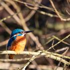 Junges Eisvogelweibchen 