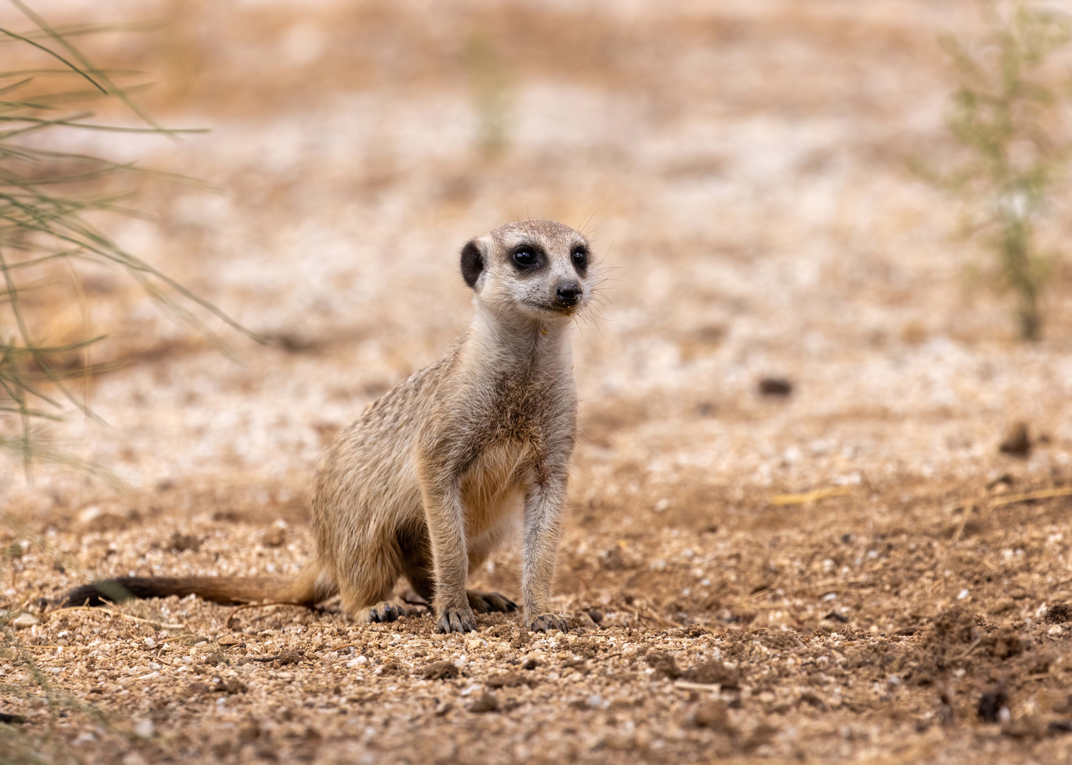 Junges Erdmännchen