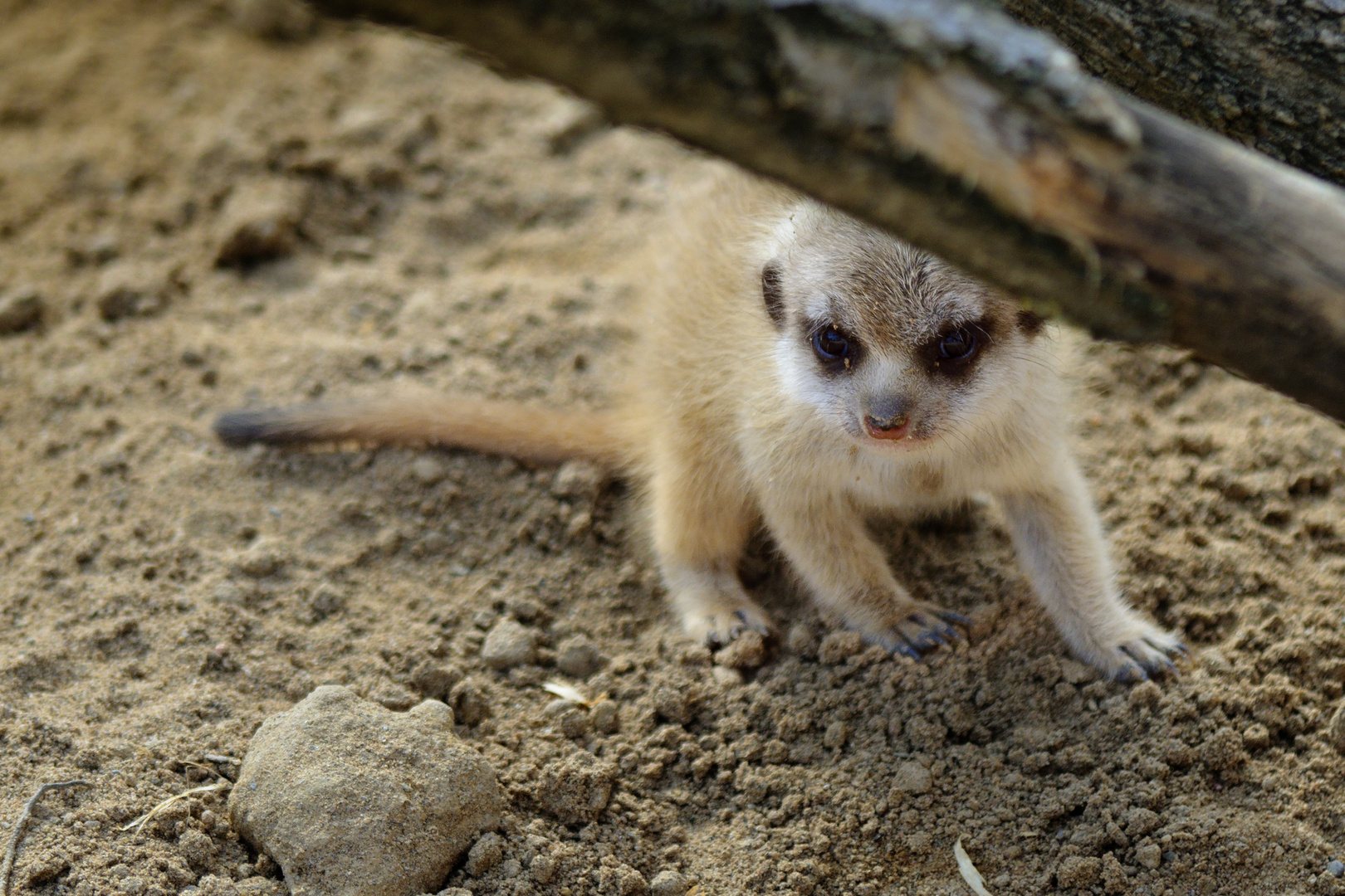 Junges Erdmännchen