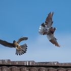 Junges Falkenweibchen attakiert Taube