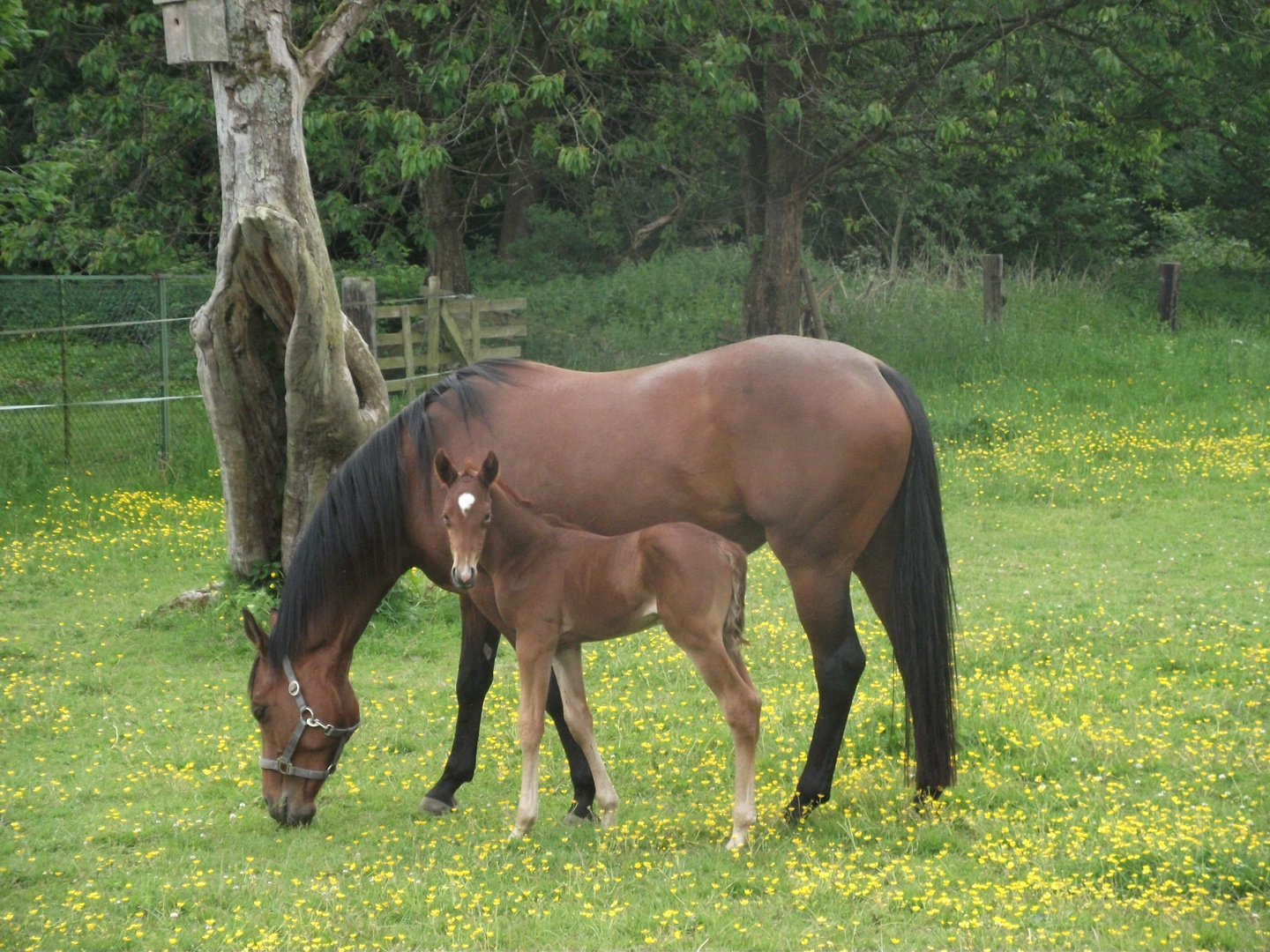 Junges Fohlen mit seiner Mama