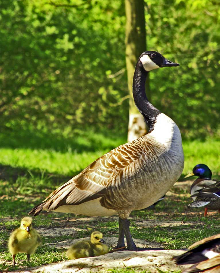 Junges Gänseglück