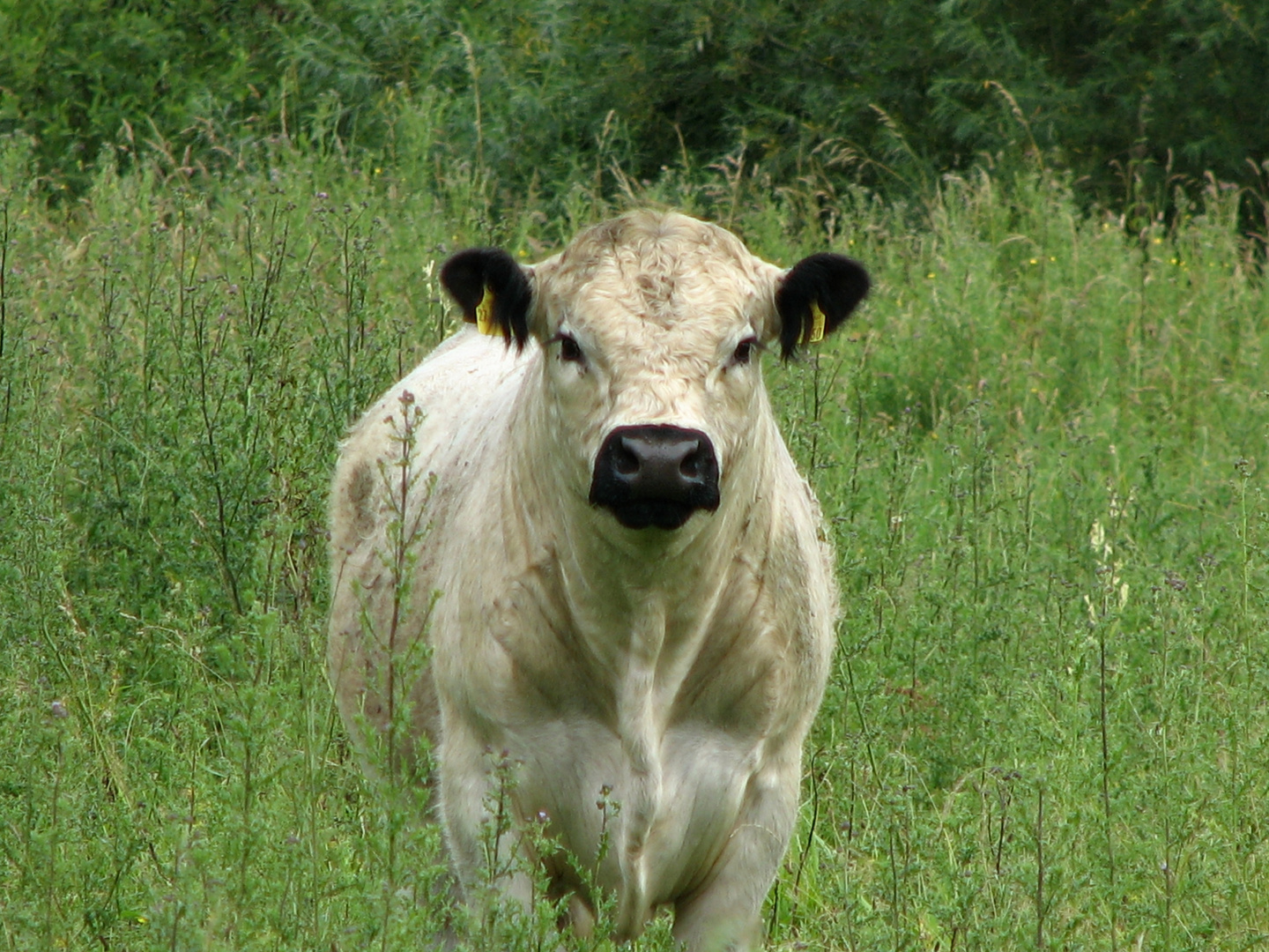 Junges Galloway Rind