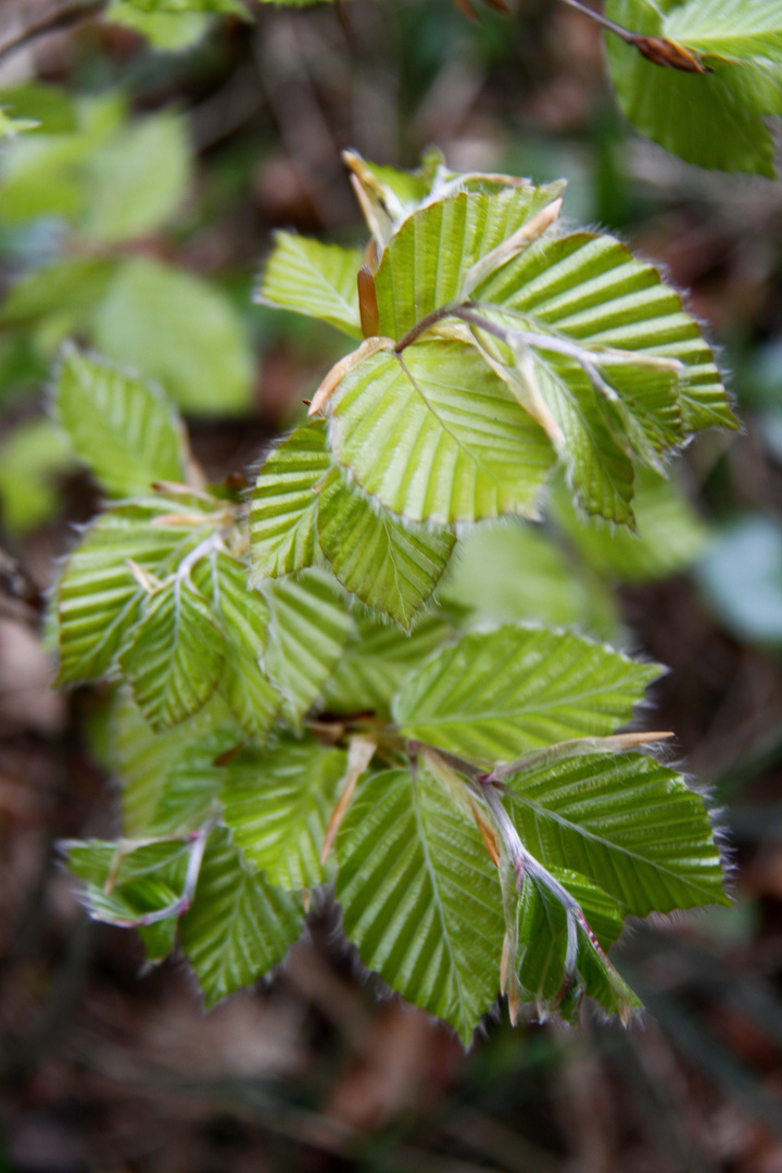 'junges Gemüse'