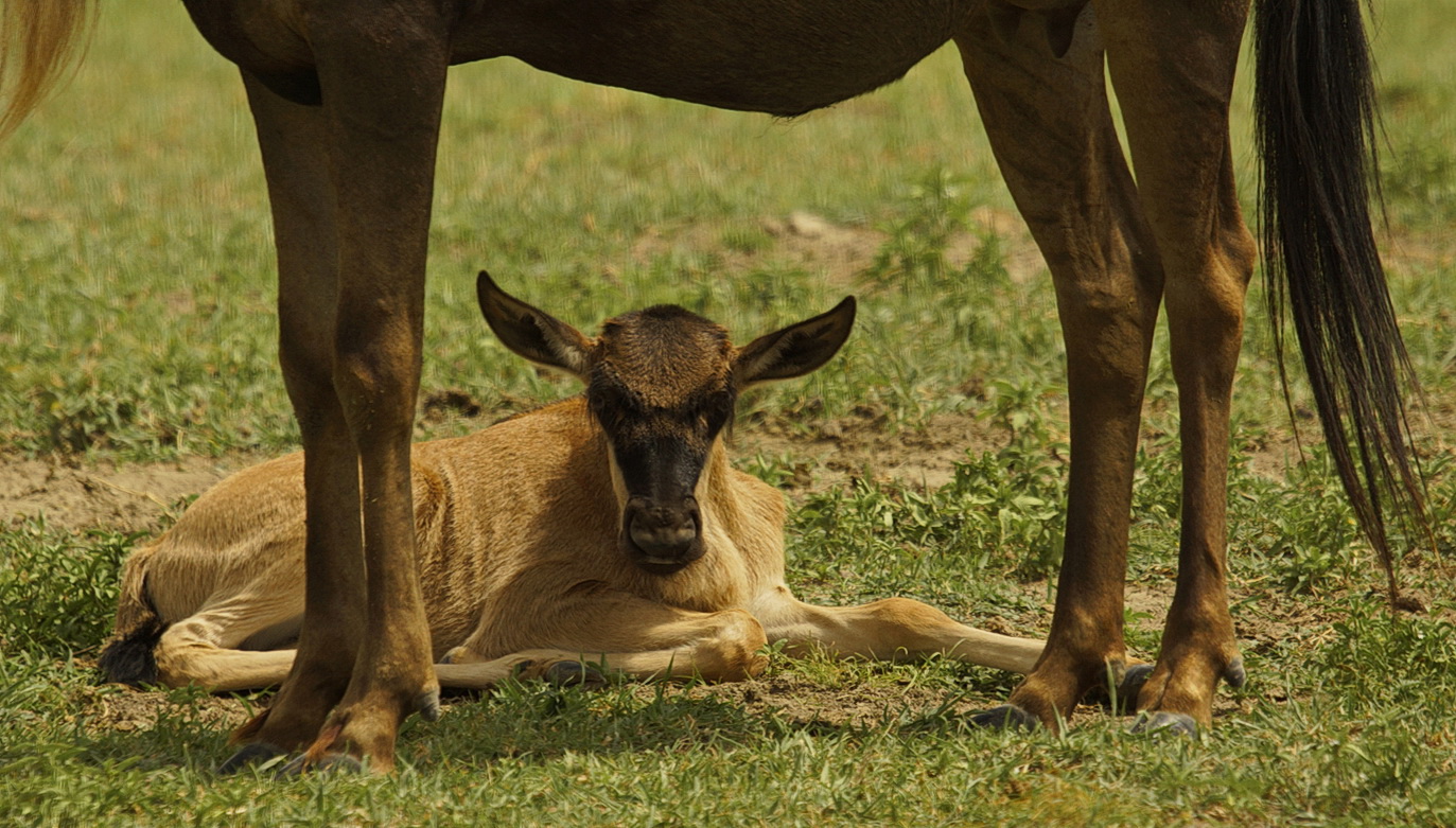 Junges Gnu - Kalb