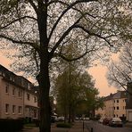 Junges Grün der Bäume in meiner Straße in Ratingen.