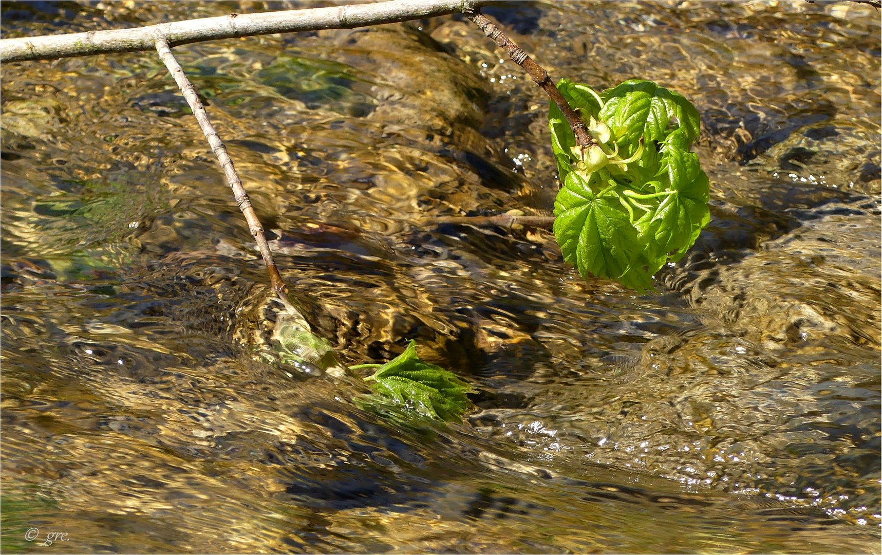 Junges Grün