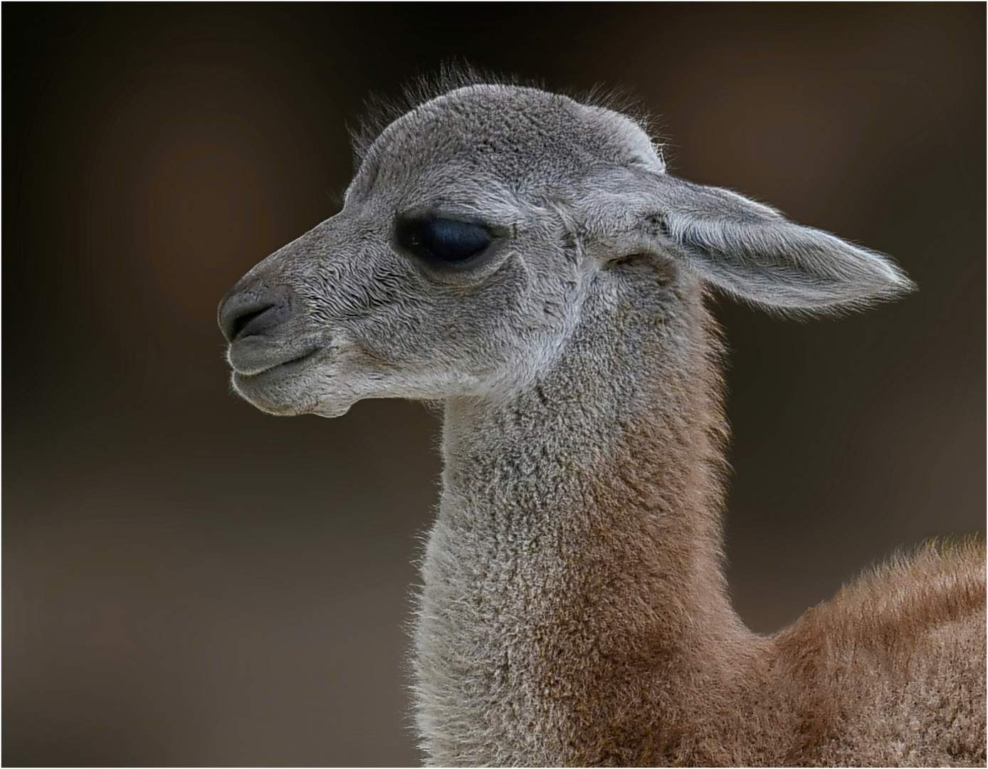 Junges Guanaco 