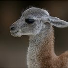 Junges Guanaco 