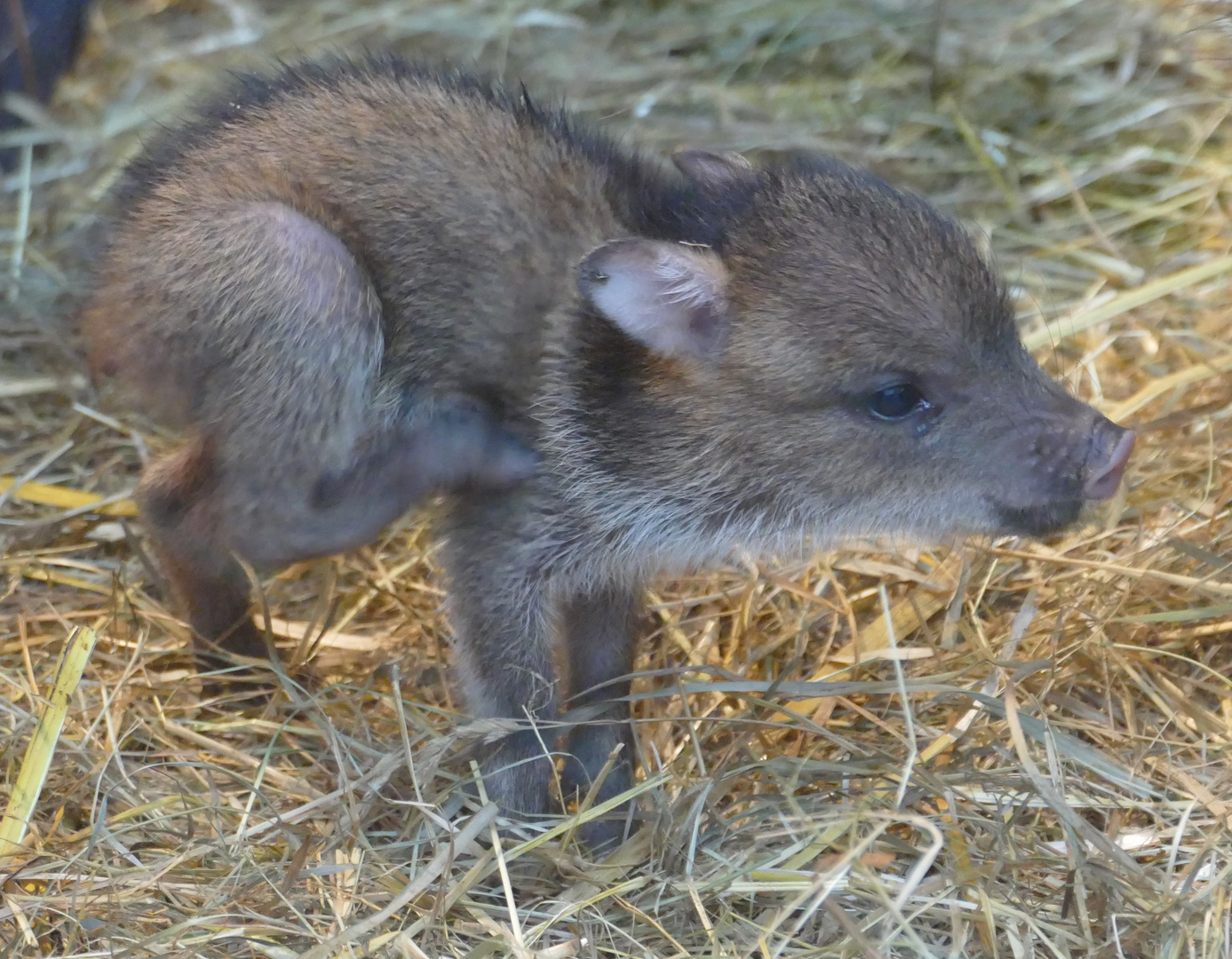 junges Halsbandpekari im Wuppertaler Zoo 