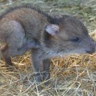 junges Halsbandpekari im Wuppertaler Zoo 