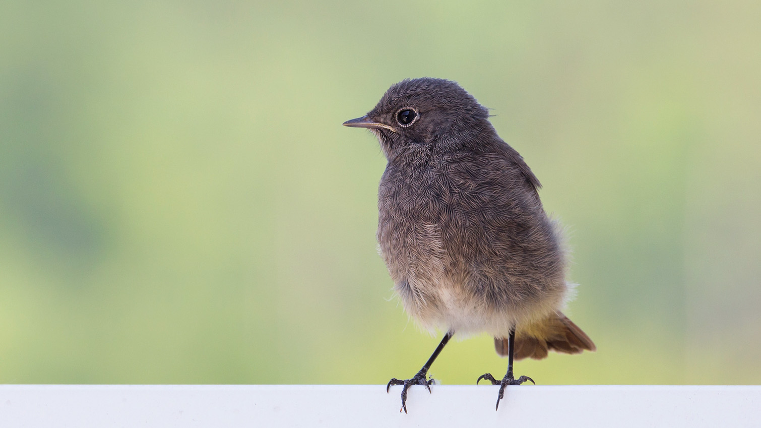 Junges Hausrotschwänzchen (Phoenicurus ochruros)