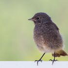 Junges Hausrotschwänzchen (Phoenicurus ochruros)