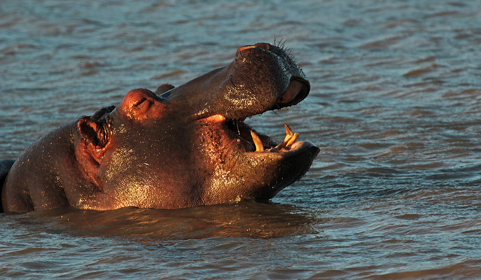 Junges Hippo