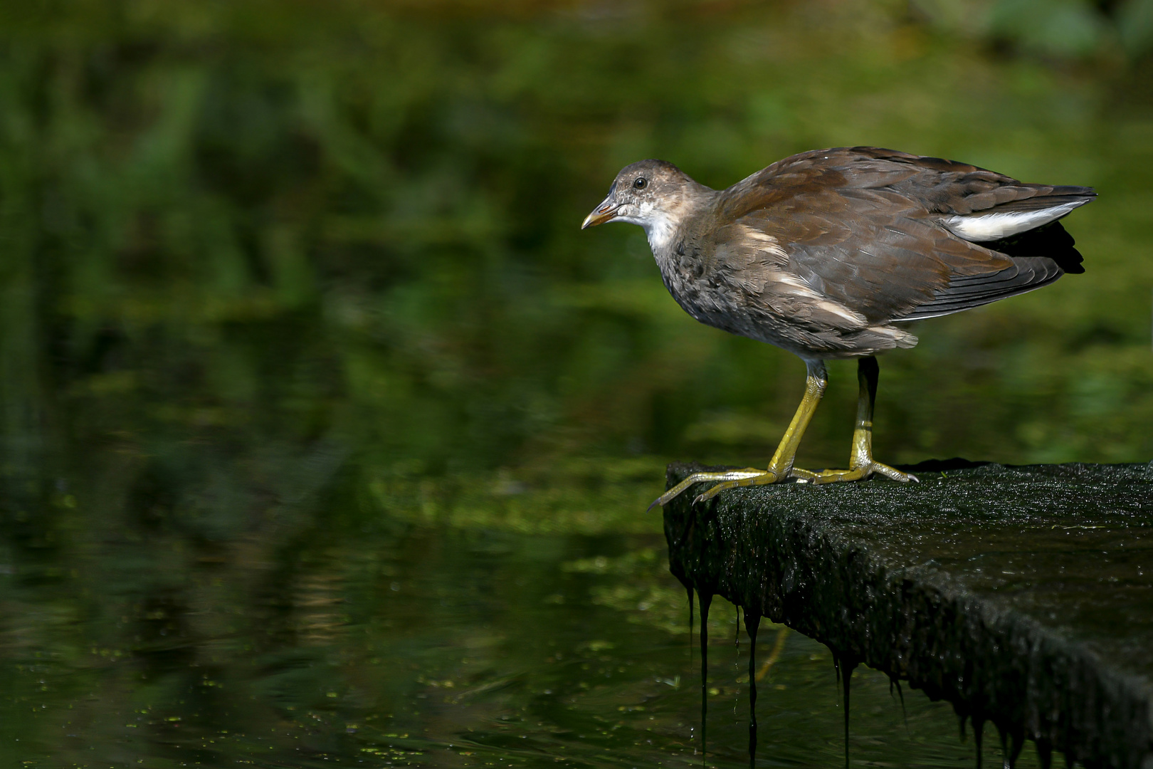 Junges Huhn auf großem Fuß