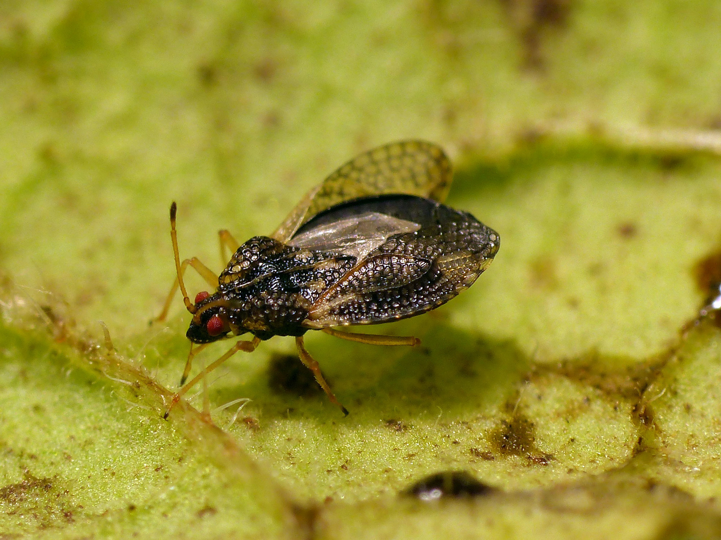 Junges Imago der Beinwell-Gitterwanze (Dictyla humuli)