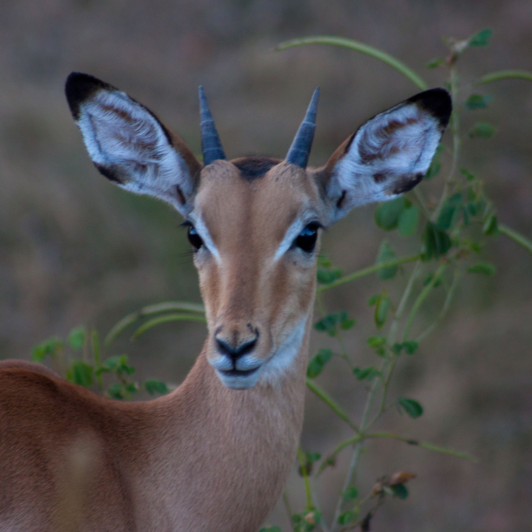 Junges Impala