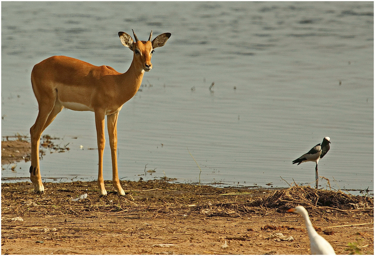 Junges Impalamännchen am Chobe