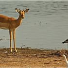 Junges Impalamännchen am Chobe