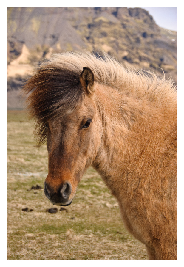 Junges Islandpony (in Island)