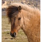 Junges Islandpony (in Island)