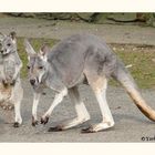 Junges Känguru mit seiner Mama