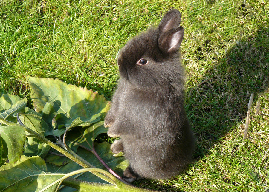 junges Kaninchen 1 Foto & Bild | tiere, haustiere, nagetiere