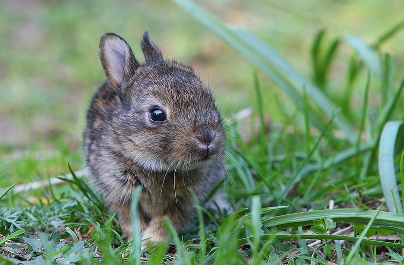 junges kaninchen