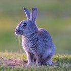 Junges Kaninchen